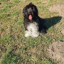 Jella - Altdeutscher Schafpudel Hündin / 1 Jahre jung
