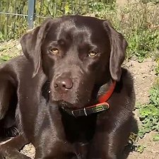 Mila - Labrador Hündin / 3 Jahre jung