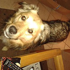 Peddy - Husky-BorderCollie-Retriever-Mix Rüde / 9 Jahre jung