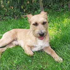 Boo - Mischling Rüde / 2 Jahre jung