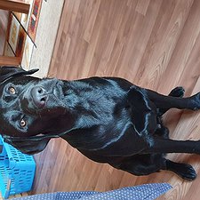 Odin - Labrador Rüde / 1 Jahre jung
