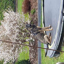Buddy - Schäferhundmischling Rüde / 0 Jahre jung