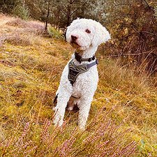 Dieko - Lagotto Romagnolo Rüde / 0 Jahre jung