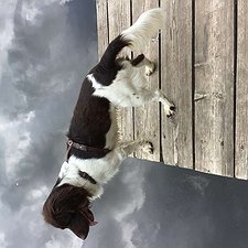 Nicos - Münsterländer Rüde / 2 Jahre jung