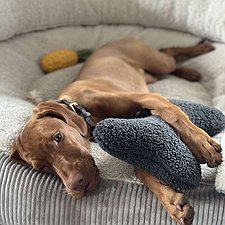 Frieda - Magya Vizsla Hündin / 0 Jahre jung