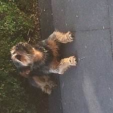 Snoopy - Yorki-Mix Rüde / 5 Jahre jung