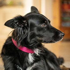 Lilly - Borador Hündin / 9 Jahre jung