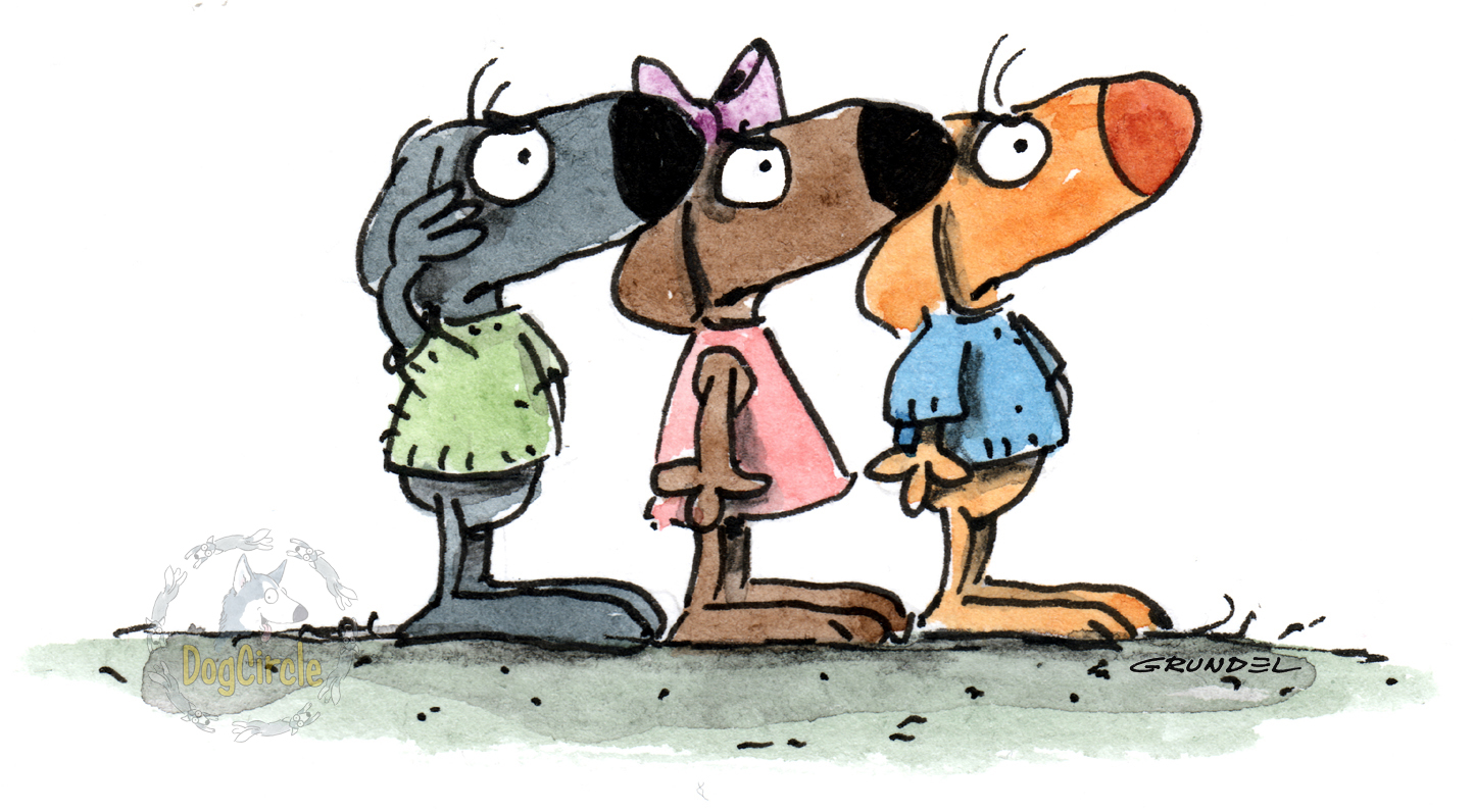 Bild: Alltagskurs Erziehung Mini-Dogs Kursbild